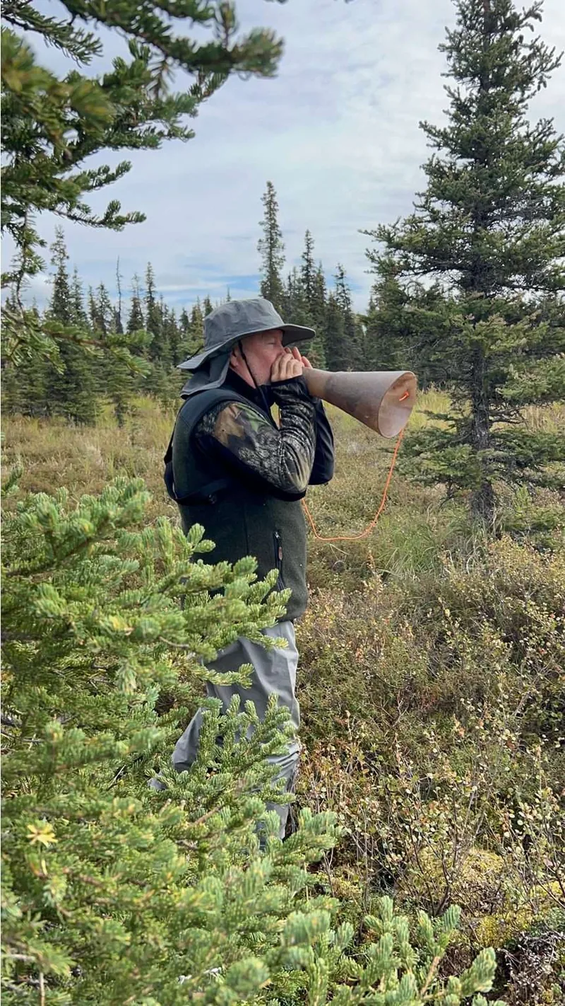 A hunter calling moose with a Bull Magnet in Alaska spruce muskeg