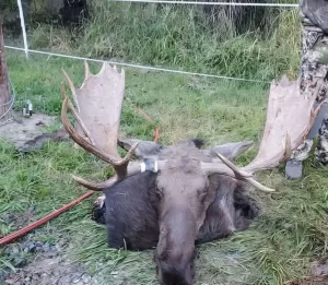 Idaho bull moose taken with the help of a Bull Magnet moose call