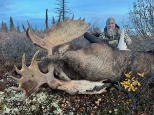 Hunter behind a bull moose called in with a Bull Magnet near Salcha, Alaska