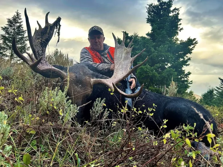 Shiras bull moose taken on the first day of rifle season