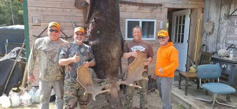 Four hunters at camp standing with a hanging bull moose and its antlers
